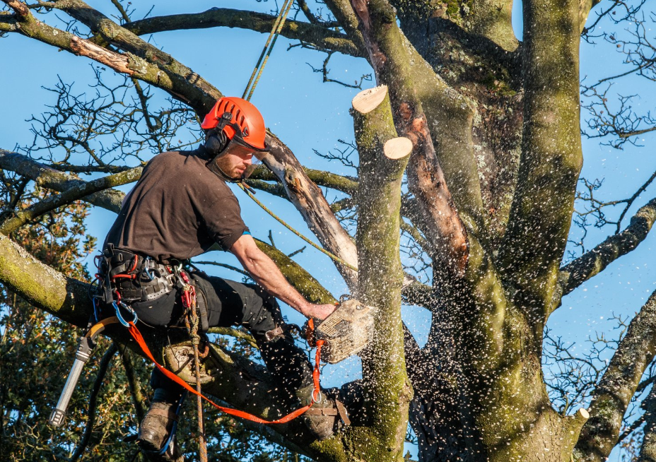 Top 5 Christmas Tree Services In Tauranga