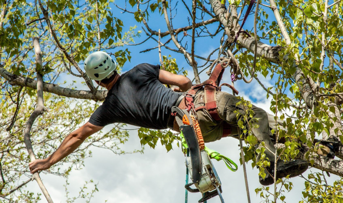 Considerations for Hiring Tree Removal Services in Brisbane