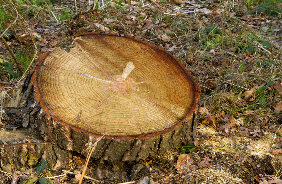 Stump Grinding In Gold Coast: Everything You Need To Know