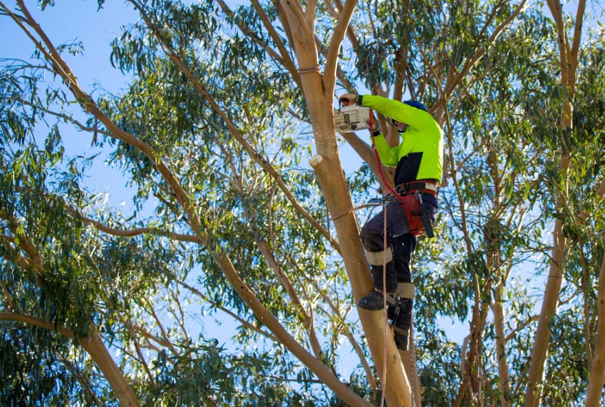 Classifications Of Tree Services Sutherland Shine People Should Know