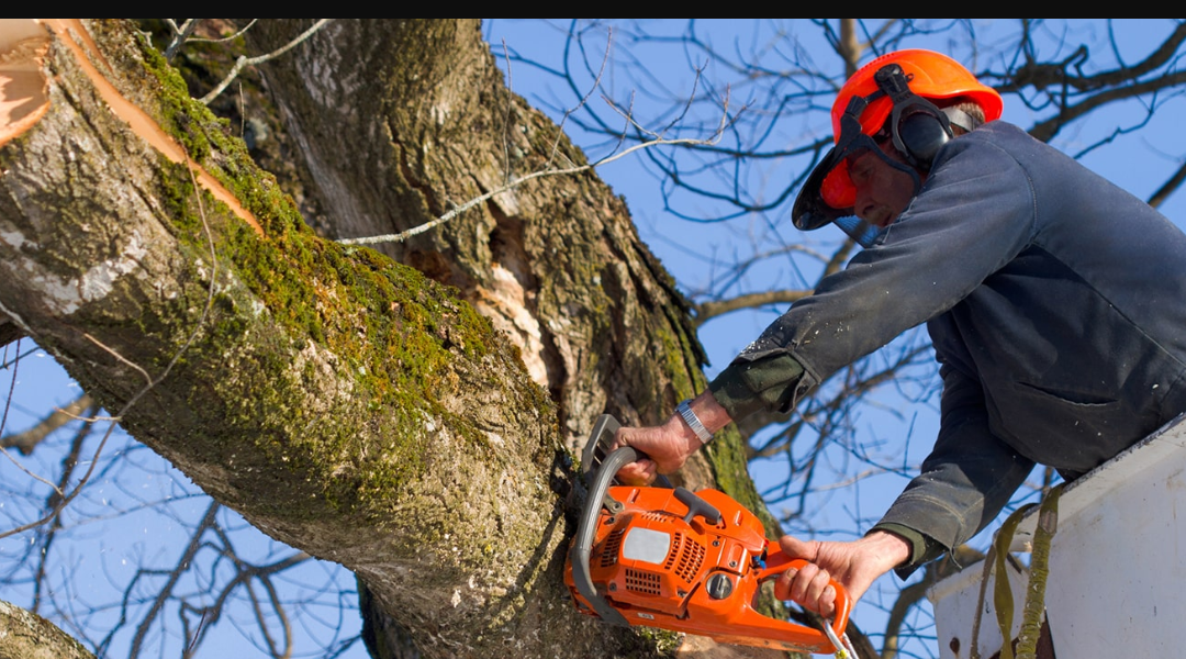 5 Tips for Expert Tree Removal