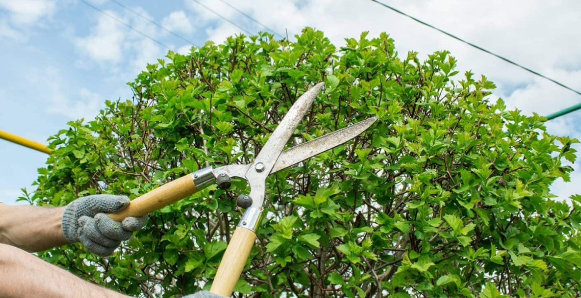 tree pruning Auckland